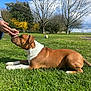 Alzo a rejoint le concours — aidez-le/la à gagner de superbes lots ! ball, blue_sky, brown_and_white_dog, canine, close_up, dog, grass, greenery, hand, lying_down, outdoor, park, person, pet, portrait, recreation, spring, sunny, trees, volleyball