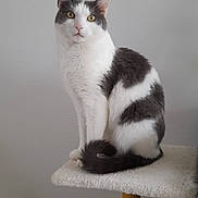 Socrate participe au concours pour gagner de l'argent avec cette photo : alert, animal, calm, cat, cat_tree, domestic, ears, feline, fur, grey_and_white, household, indoor, looking, perched, pet, quiet, sitting, tail, whiskers, yellow_eyes