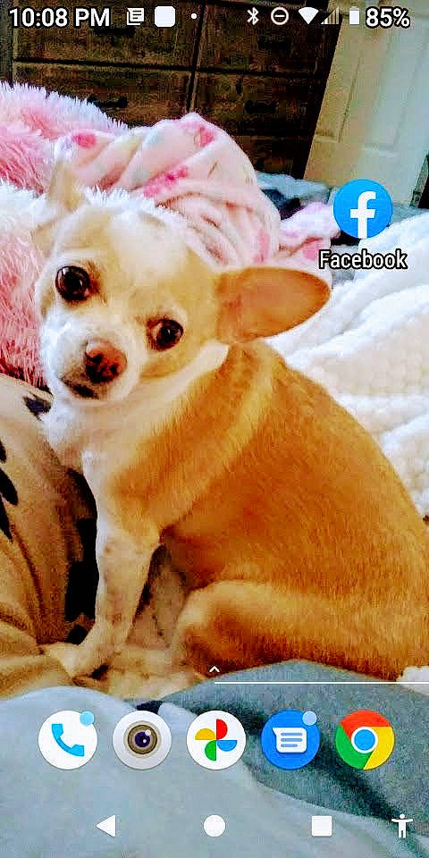 Munchkin is registered to the contest to win money with this photo: blue, canidae, carnivore, chihuahua, companion_dog, dog, dog_breed, dog_supply, fawn, font, hat, pet_supply, photo_caption, screenshot, snout, sporting_group, sunglasses, toy_dog, whiskers, working_animal