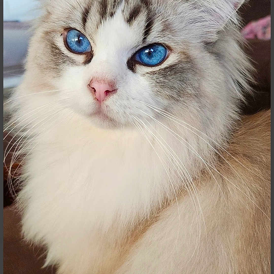 Herman Munster joined the competition — help win amazing prizes! abyssinian, angora, animal, cat, couch, face, furniture, head, indoors, kitten, manx, person, pet, photography, portrait, siamese, snout, white