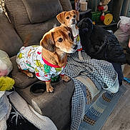 Jasmine joined the competition — help win amazing prizes! dog, dogs, pet, puppy, small_dog, brown_dog, white_dog, matching_clothes, pajamas, festive, portrait, indoors, living_room, recliner, couch, blanket, shelf, toys, home_decor, cozy