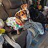 dog, dogs, pet, puppy, small_dog, brown_dog, white_dog, matching_clothes, pajamas, festive, portrait, indoors, living_room, recliner, couch, blanket, shelf, toys, home_decor, cozy