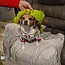 dog, pet, small_dog, costume, hat, green_hat, clothing, cartoon_print, blanket, couch, indoor, living_room, seated, portrait, brown_and_white, cute, funny, human_hand, furniture, home_decor