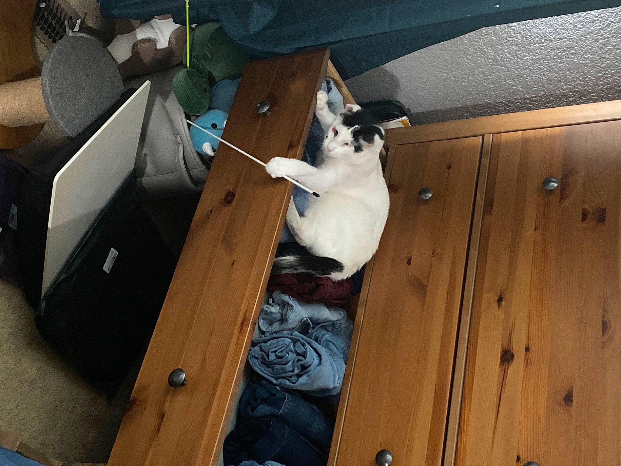 Willy is registered to the contest to win money with this photo: armrest, box, canidae, carnivore, cat, chair, comfort, door, felidae, fur, hardwood, room, shipping_box, small_to_medium_sized_cats, sporting_group, tail, vehicle_door, whiskers, wood, wood_stain