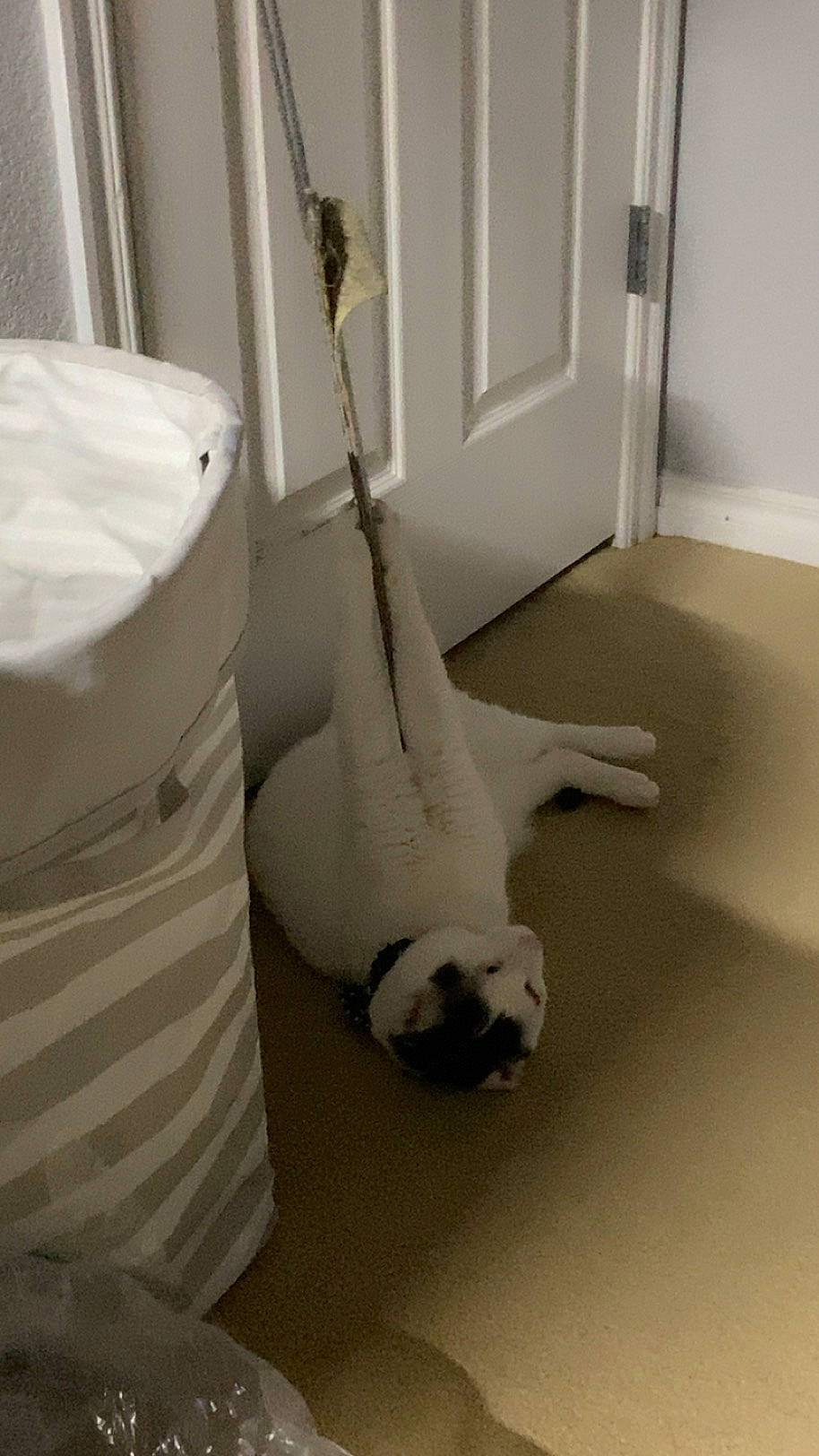 Willy joined the competition — help win amazing prizes! bedding, canidae, carnivore, comfort, companion_dog, dog_breed, door, fawn, felidae, floor, flooring, hardwood, linens, room, small_to_medium_sized_cats, snout, sporting_group, tail, whiskers, wood