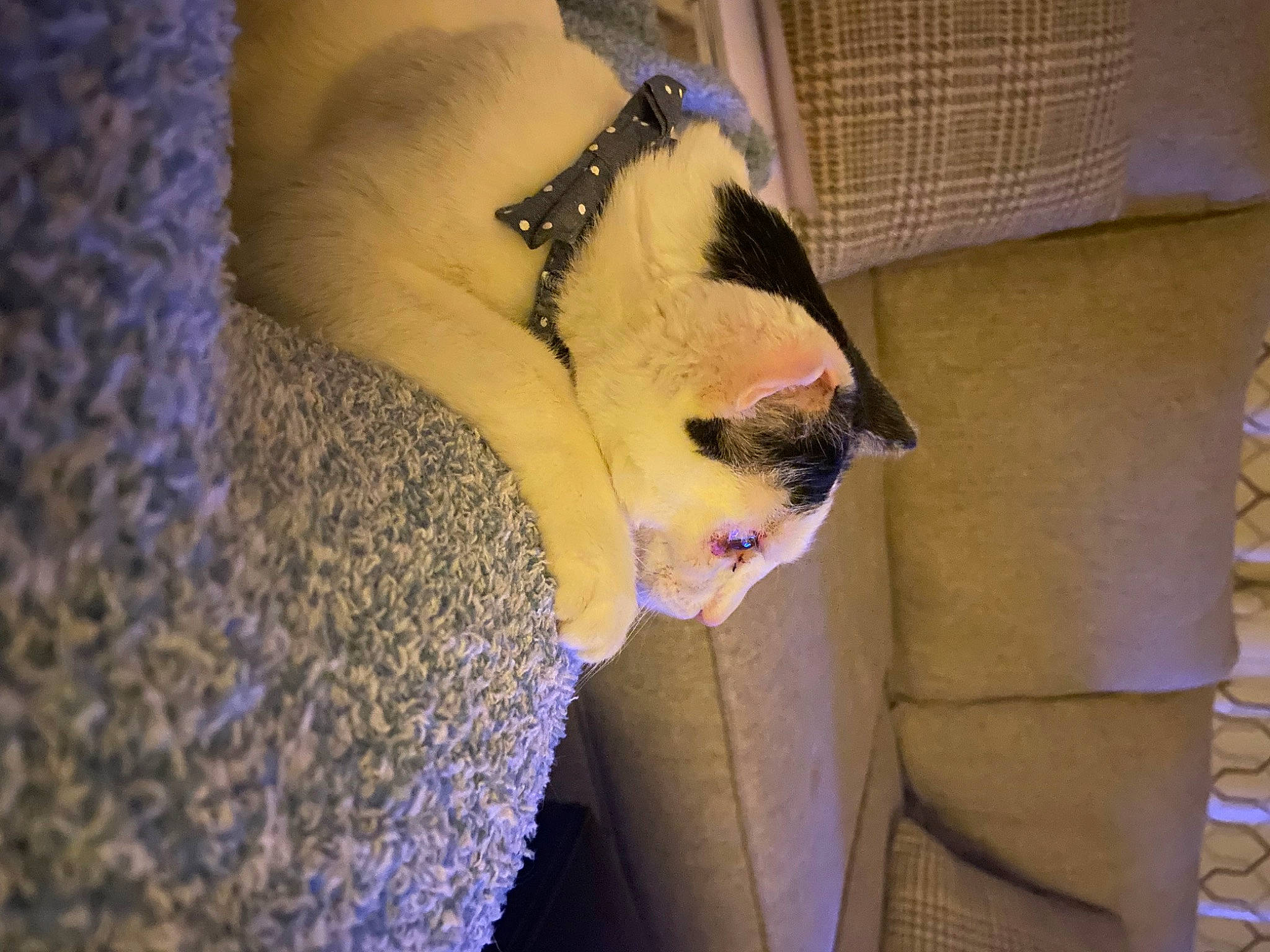 Willy is registered to the contest to win money with this photo: beard, canidae, carnivore, comfort, companion_dog, dog_breed, electric_blue, eyelash, fang, fawn, felidae, fur, jaw, paw, pet_supply, plant, small_to_medium_sized_cats, snout, terrestrial_animal, whiskers