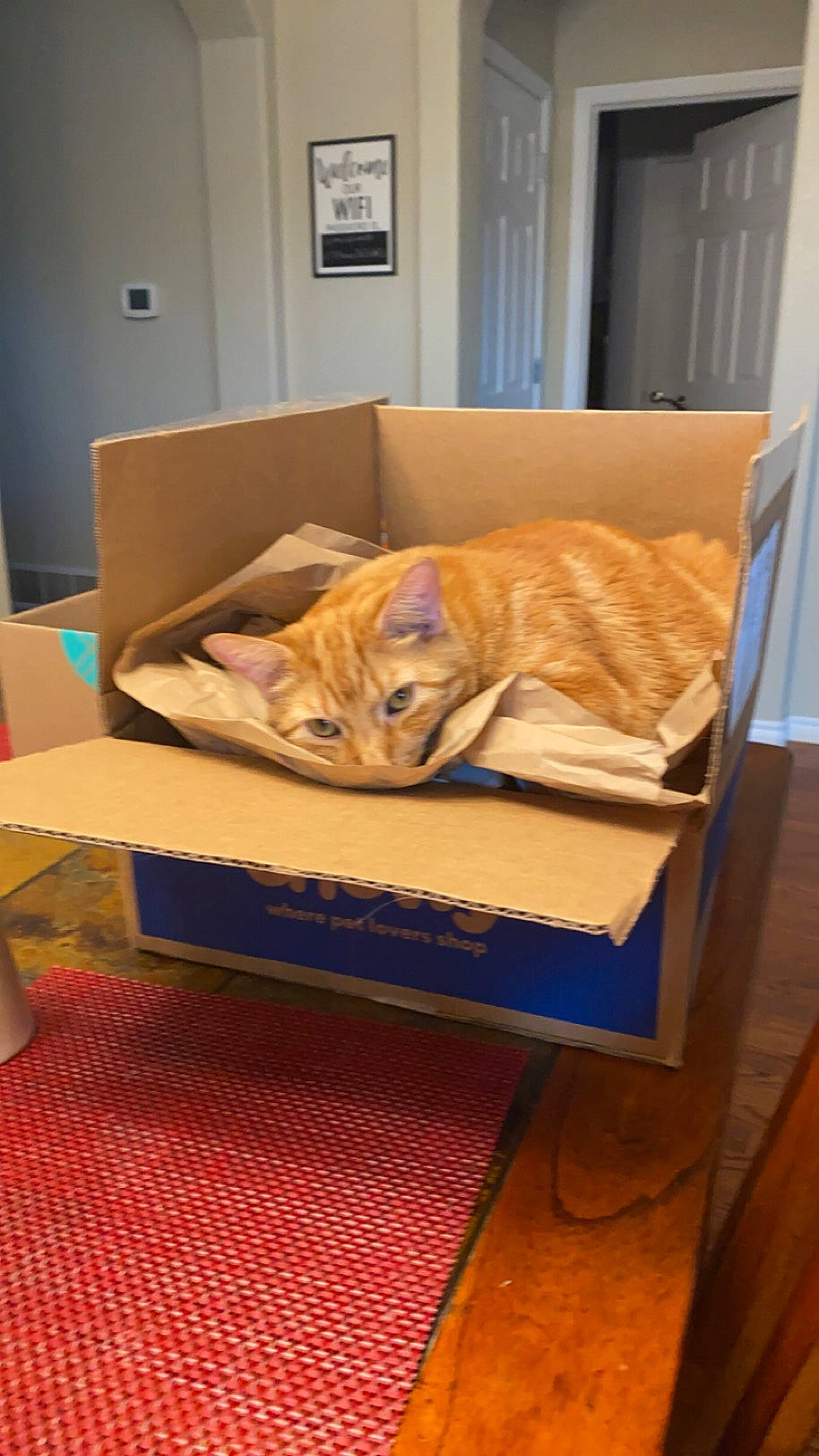 Milton joined the competition — help win amazing prizes! carnivore, cat, comfort, couch, domestic_short_haired_cat, fawn, felidae, flooring, fur, hardwood, interior_design, linens, picture_frame, room, sitting, small_to_medium_sized_cats, table, whiskers, window, wood