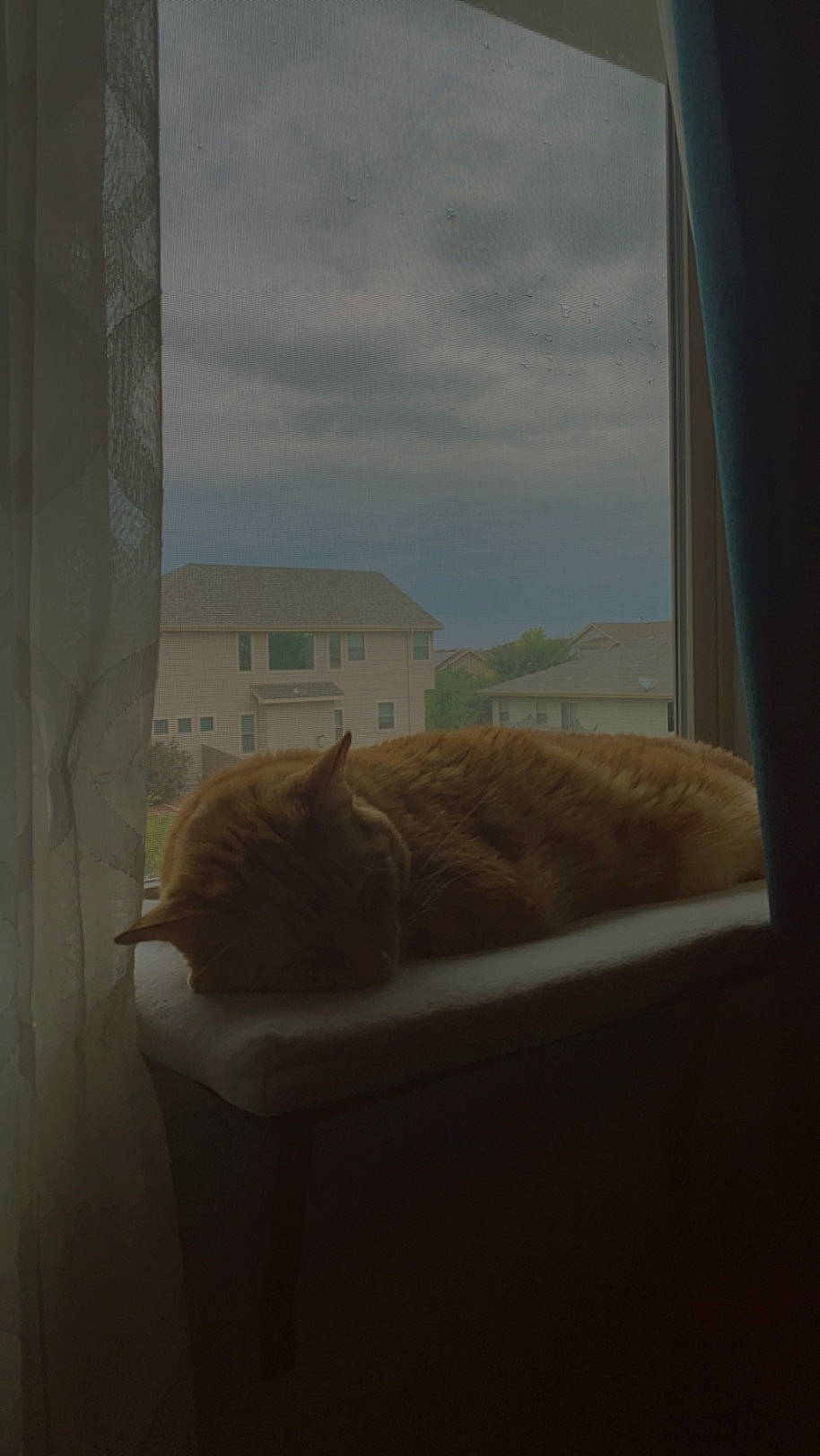 Milton is registered to the contest to win money with this photo: building, carnivore, cat, cloud, comfort, domestic_short_haired_cat, fawn, felidae, fur, house, room, shadow, sky, small_to_medium_sized_cats, snout, tail, tints_and_shades, whiskers, window, wood