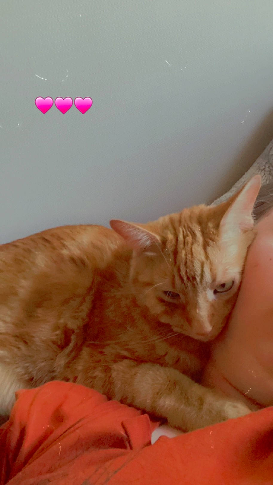 Milton joined the competition — help win amazing prizes! carnivore, cat, cat_supply, claw, comfort, domestic_short_haired_cat, ear, fawn, felidae, fur, nap, paw, peach, small_to_medium_sized_cats, snout, tail, whiskers, window