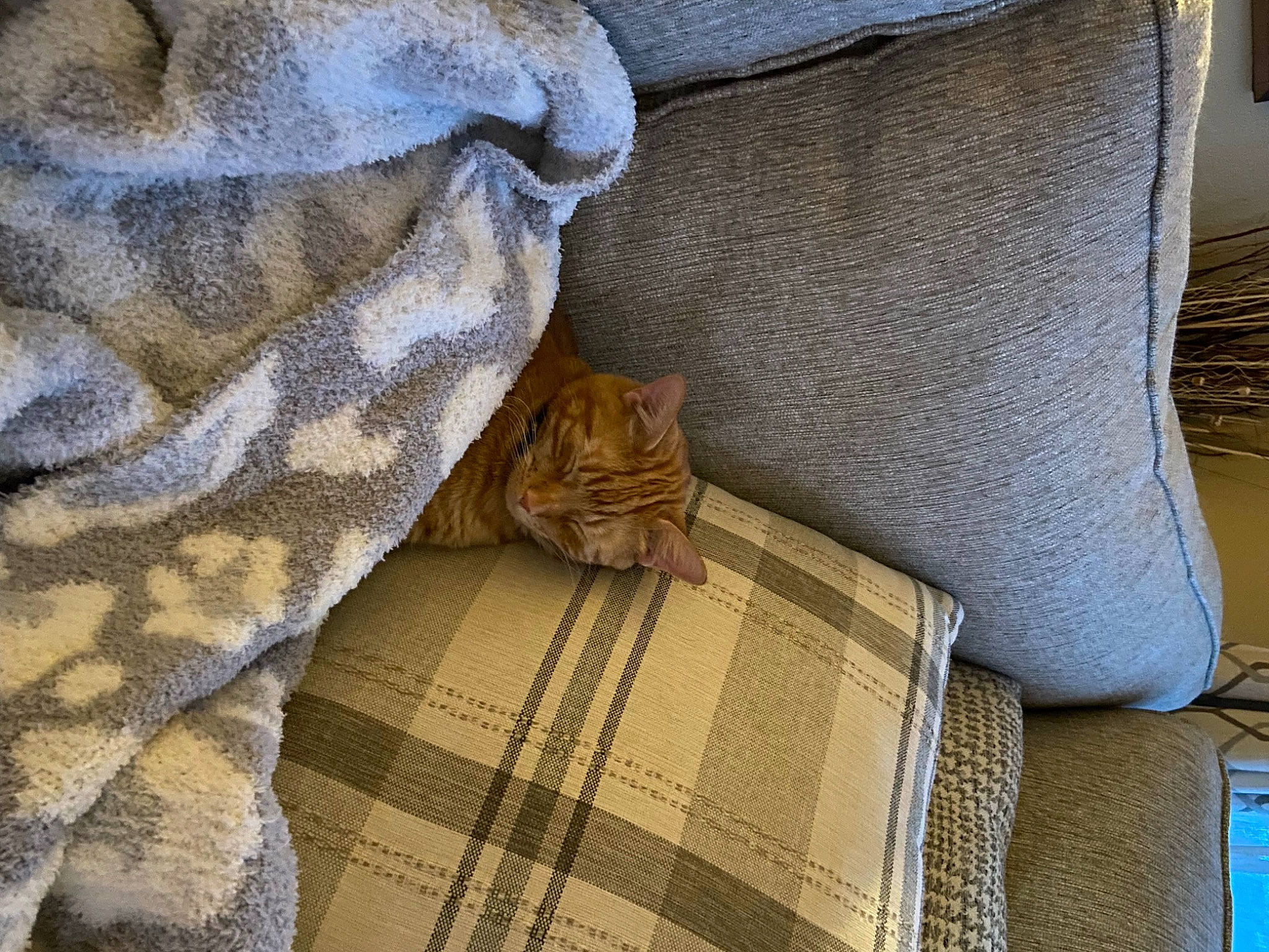 Milton is registered to the contest to win money with this photo: bag, bedding, carnivore, cat, comfort, couch, domestic_short_haired_cat, fawn, felidae, flooring, fur, grey, hardwood, linens, luggage_and_bags, pattern, small_to_medium_sized_cats, textile, whiskers, wood