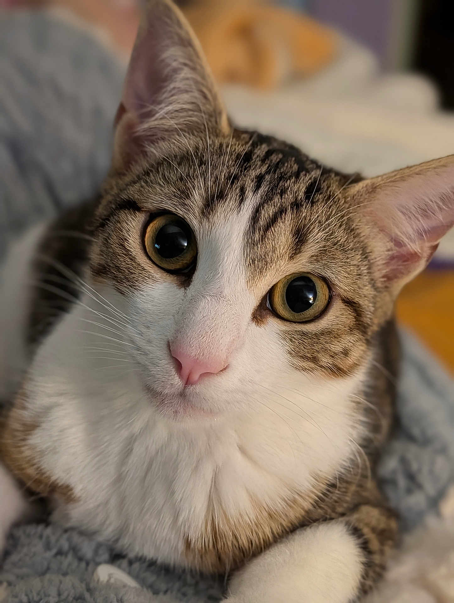 Zigzouille participe au concours pour gagner de l'argent avec cette photo : cat, tabby, close_up, face, eyes, pink_nose, whiskers, fur, pet, animal, cute, curious, indoor, cozy, blanket, soft, mammal, domestic_cat, portrait, feline