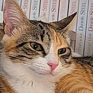 Brindille a rejoint le concours — aidez-le/la à gagner de superbes lots ! cat, calico, close_up, pet, animal, feline, fur, whiskers, pink_nose, ears, eyes, relaxed, indoor, books, shelf, background, domestic, cute, portrait, mammal
