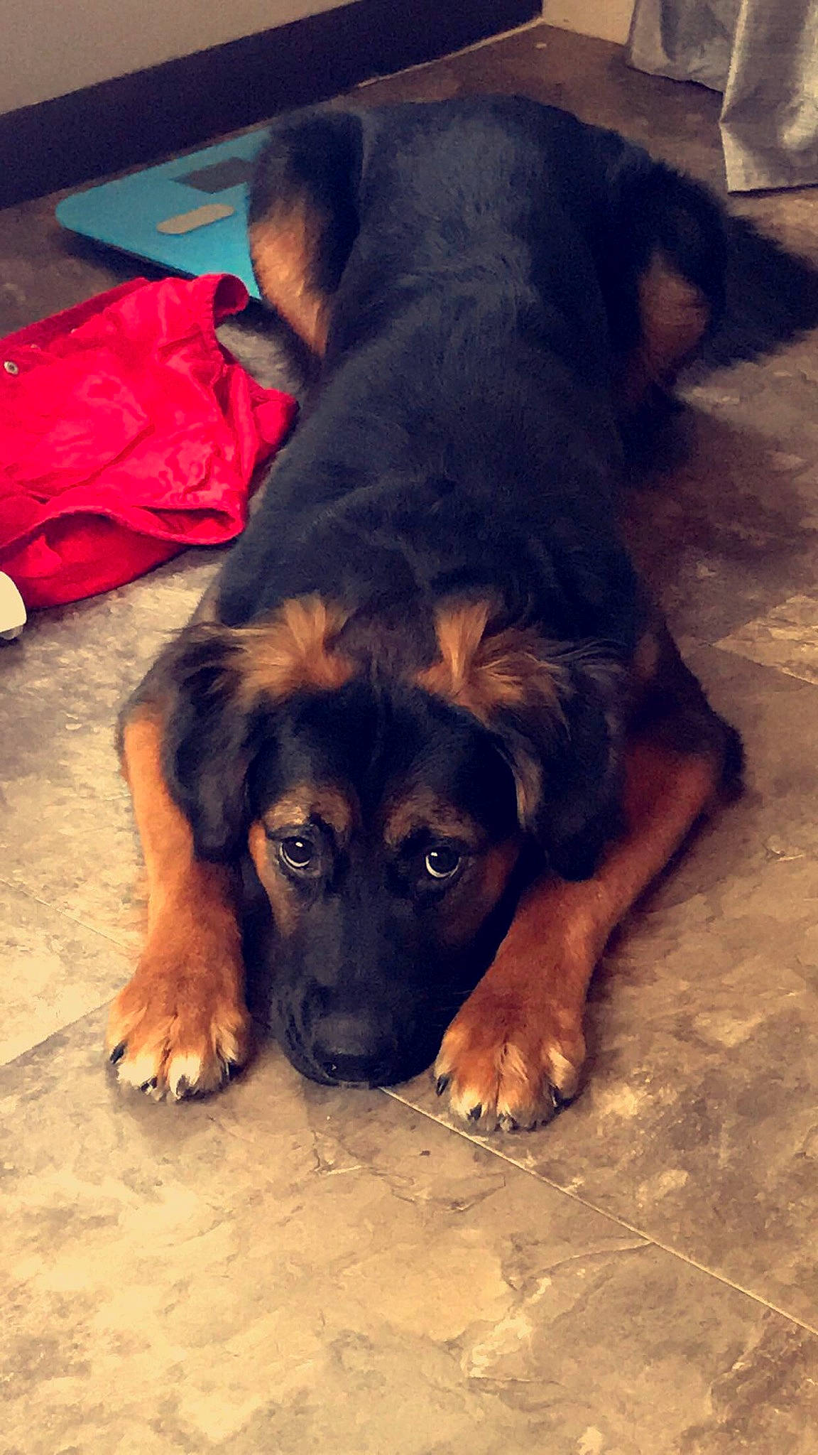 Belle is registered to the contest to win money with this photo: brown, canidae, carnivore, comfort, companion_dog, dog, dog_breed, floor, flooring, foot, fur, huntaway, mammal, skin, snout, sporting_group, vertebrate, working_animal, working_dog