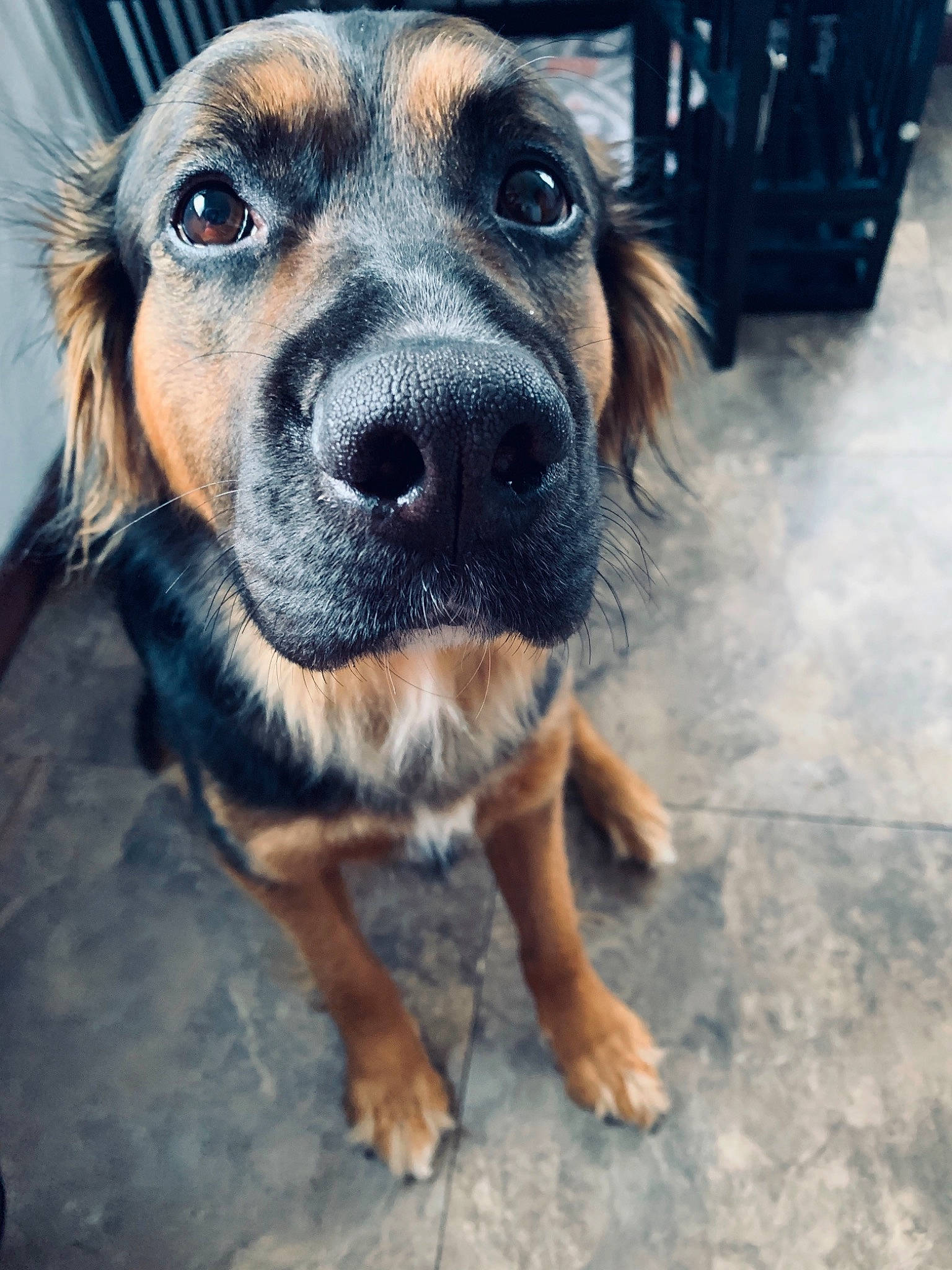 Belle joined the competition — help win amazing prizes! brown, canidae, carnivore, companion_dog, dog, dog_breed, fawn, floor, foot, fur, iris, liver, paw, skin, snout, sporting_group, tan, vertebrate, whiskers, working_animal