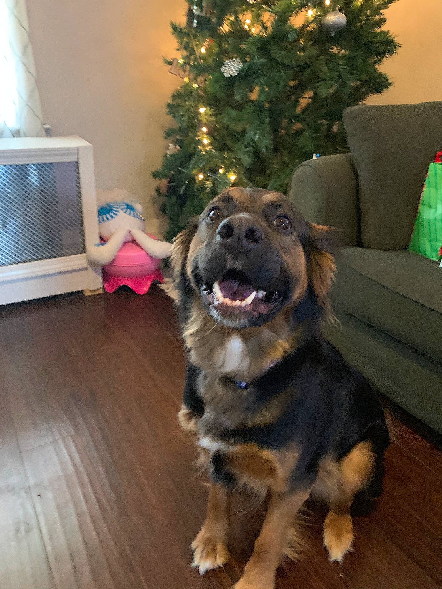 Belle joined the competition — help win amazing prizes! carnivore, christmas_decoration, christmas_ornament, christmas_tree, couch, dog, dog_breed, floor, flooring, hardwood, holiday, home, home_appliance, interior_design, laminate_flooring, living_room, snout, wood, wood_flooring