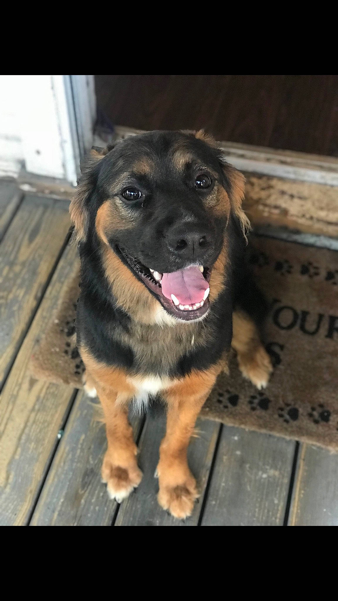 Belle joined the competition — help win amazing prizes! brown, canidae, carnivore, companion_dog, dog, dog_breed, fawn, fur, guard_dog, iris, liver, pet_supply, skin, snout, sporting_group, tan, tongue, whiskers, working_animal, working_dog