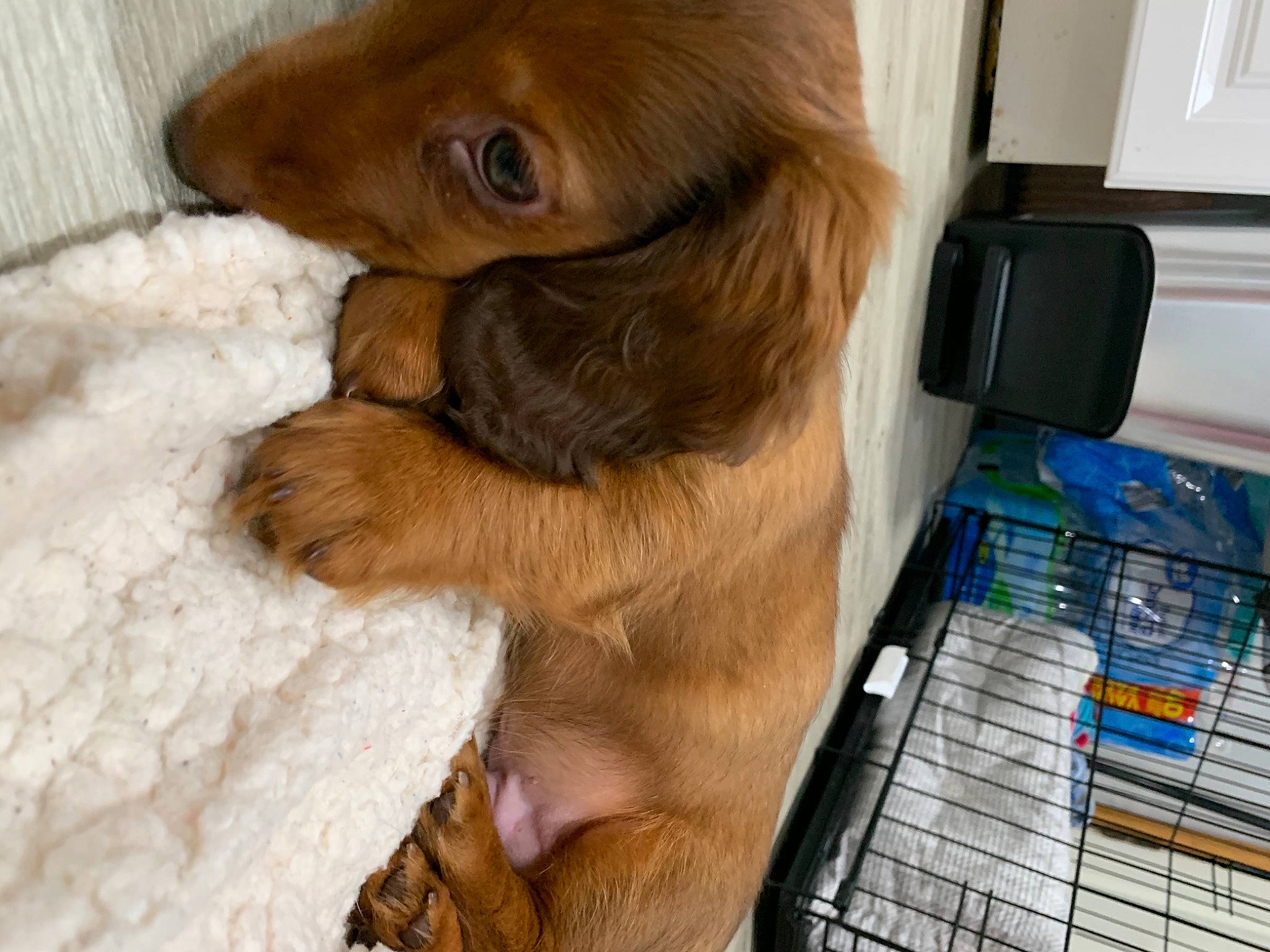 Belle is registered to the contest to win money with this photo: baggage, brown, cage, canidae, carnivore, comfort, companion_dog, dog, dog_breed, dog_supply, fawn, liver, paw, pet_supply, puppy, snout, sporting_group, tan, working_animal, working_dog