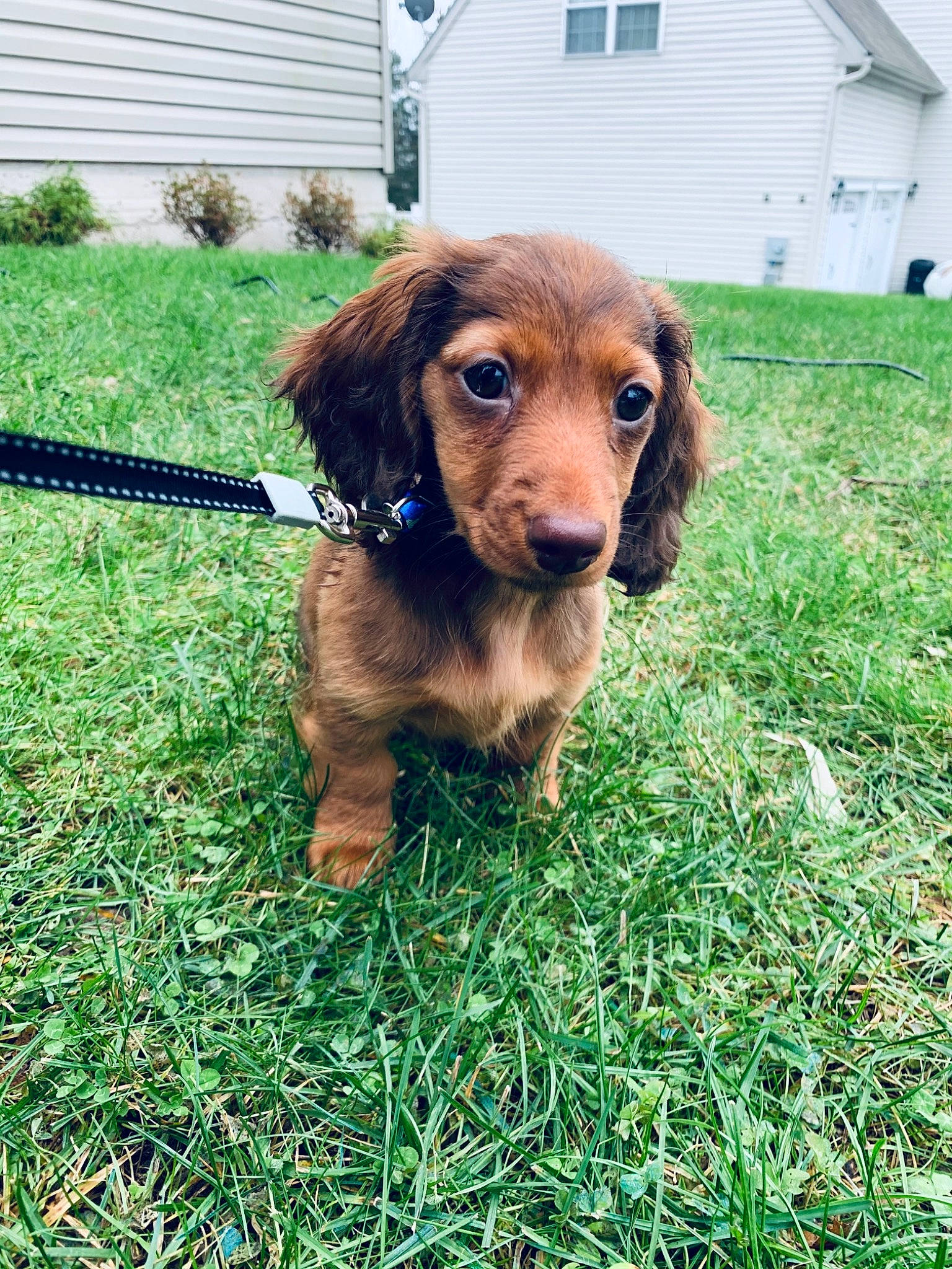 Chip is registered to the contest to win money with this photo: backyard, brown, canidae, carnivore, collar, companion_dog, dog, dog_breed, grass, home, lawn, leash, liver, pet_supply, siding, snout, spaniel, sporting_group, working_animal, yard