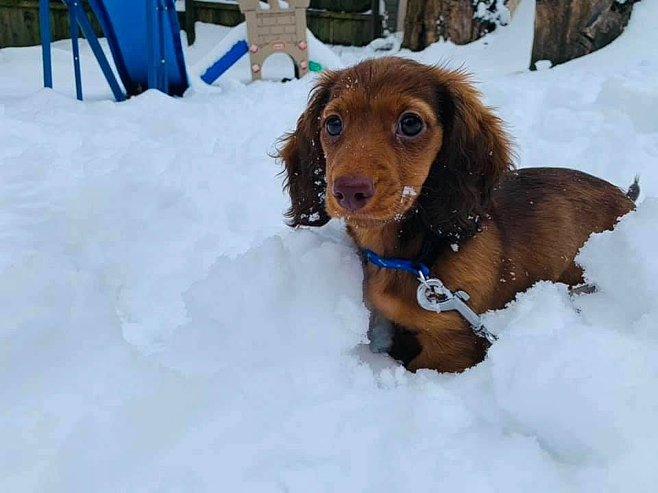 Chip is registered to the contest to win money with this photo: brown, canidae, carnivore, collar, companion_dog, dog, dog_breed, fawn, freezing, fur, ice, liver, precipitation, snout, snow, sporting_group, winter, working_animal, working_dog