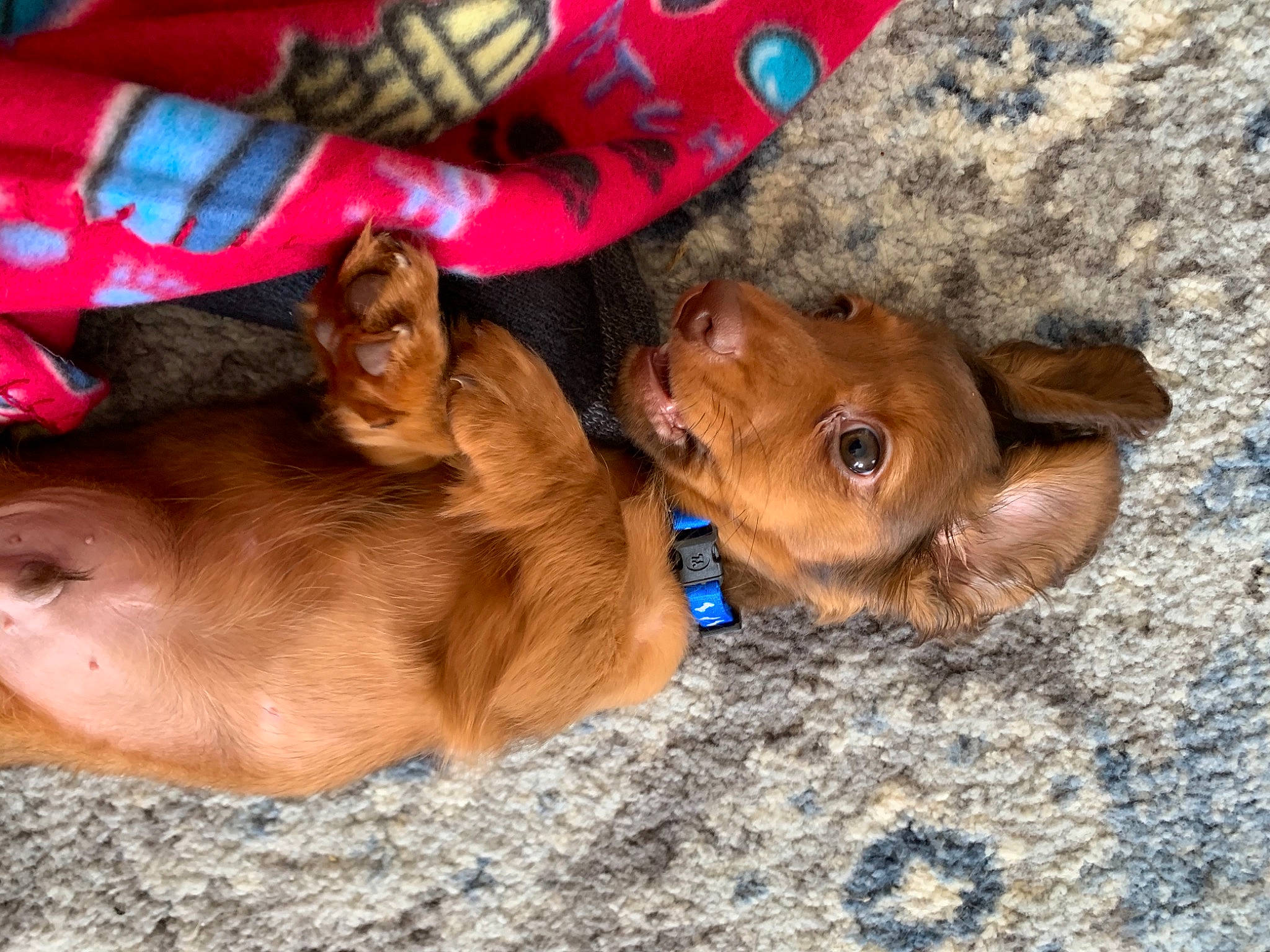 Chip joined the competition — help win amazing prizes! canidae, carnivore, companion_dog, dog, dog_breed, dog_supply, fawn, liver, non_sporting_group, pet_supply, plaid, puppy, snout, sporting_group, tartan, working_animal, working_dog