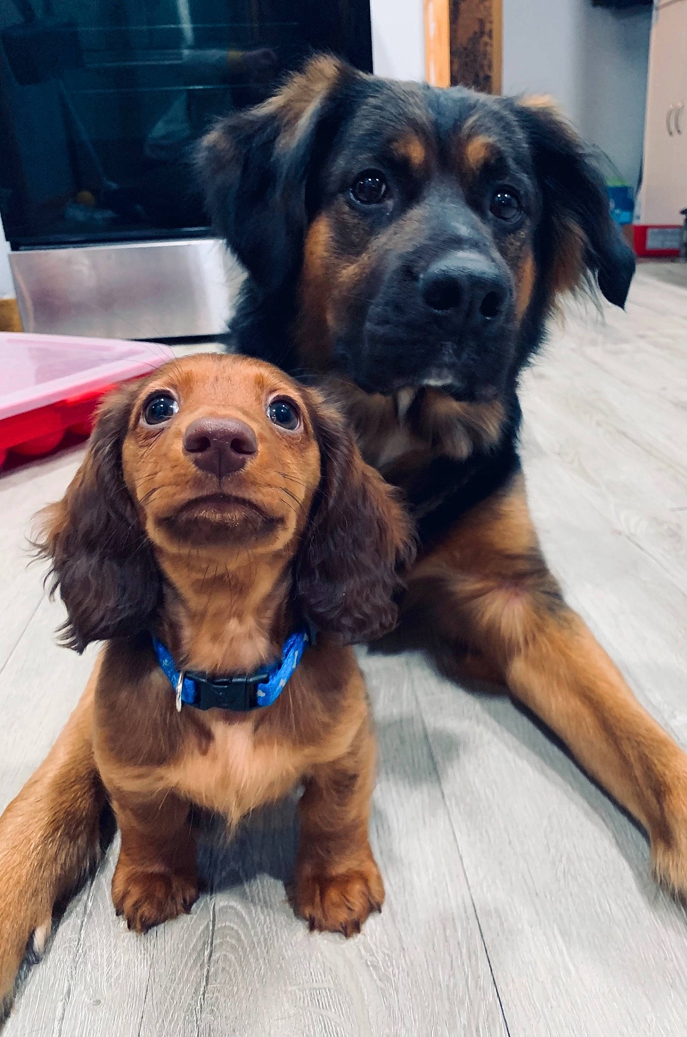 Chip joined the competition — help win amazing prizes! brown, canidae, carnivore, collar, companion_dog, dog, dog_breed, dog_collar, fawn, fur, guard_dog, leash, liver, pet_supply, snout, spaniel, sporting_group, tan, working_animal, working_dog