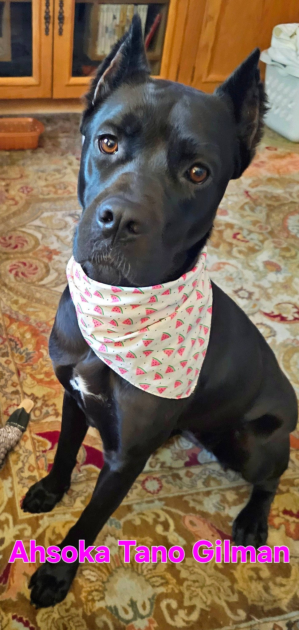 Ahsoka Tano joined the competition — help win amazing prizes! borador, canidae, carnivore, collar, companion_dog, dog, dog_breed, dog_collar, dog_supply, fawn, guard_dog, liver, non_sporting_group, pet_supply, snout, sporting_group, terrestrial_animal, whiskers, working_animal, working_dog