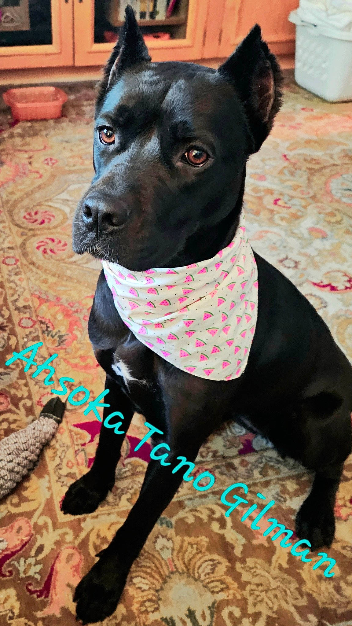 Ahsoka Tano is registered to the contest to win money with this photo: canidae, carnivore, collar, companion_dog, costume, dog, dog_breed, dog_collar, dog_supply, fashion_accessory, fawn, guard_dog, magenta, pattern, pet_supply, pink, snout, sporting_group, whiskers, working_animal