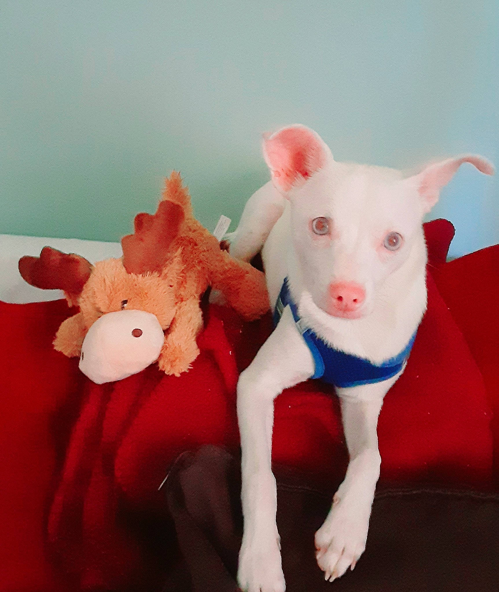Little Dude is registered to the contest to win money with this photo: animal_figure, art, baby_toys, carmine, domestic_pig, fawn, fur, livestock, pink, plush, sheep, snout, stuffed_toy, suidae, tail, terrestrial_animal, toy, vertebrate, working_animal