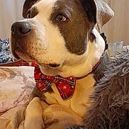 Niro a rejoint le concours — aidez-le/la à gagner de superbes lots ! animal, blanket, bow_tie, christmas_tree, collar, cozy, curtains, decorations, dog, ears, fur, holiday, indoor, living_room, muzzle, paws, pet, portrait, red_bow, relaxed