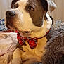 animal, blanket, bow_tie, christmas_tree, collar, cozy, curtains, decorations, dog, ears, fur, holiday, indoor, living_room, muzzle, paws, pet, portrait, red_bow, relaxed