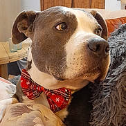 Niro participe au concours pour gagner de l'argent avec cette photo : dog, bow_tie, couch, blanket, pillow, indoor, pet, brown, white, fur, ears, snout, face, looking_away, decor, table, glass, curtains, home, relaxed