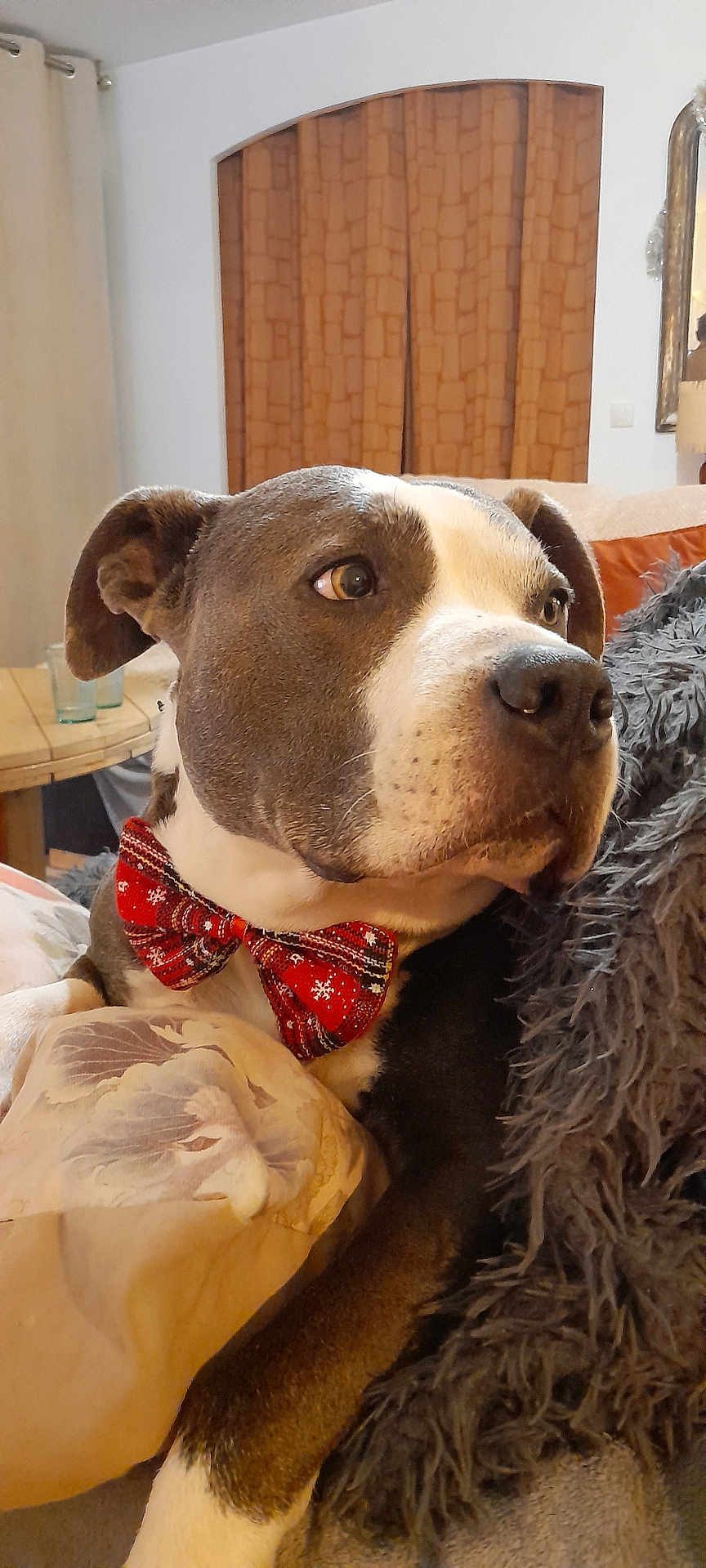 Niro participe au concours pour gagner de l'argent avec cette photo : dog, bow_tie, couch, blanket, pillow, indoor, pet, brown, white, fur, ears, snout, face, looking_away, decor, table, glass, curtains, home, relaxed
