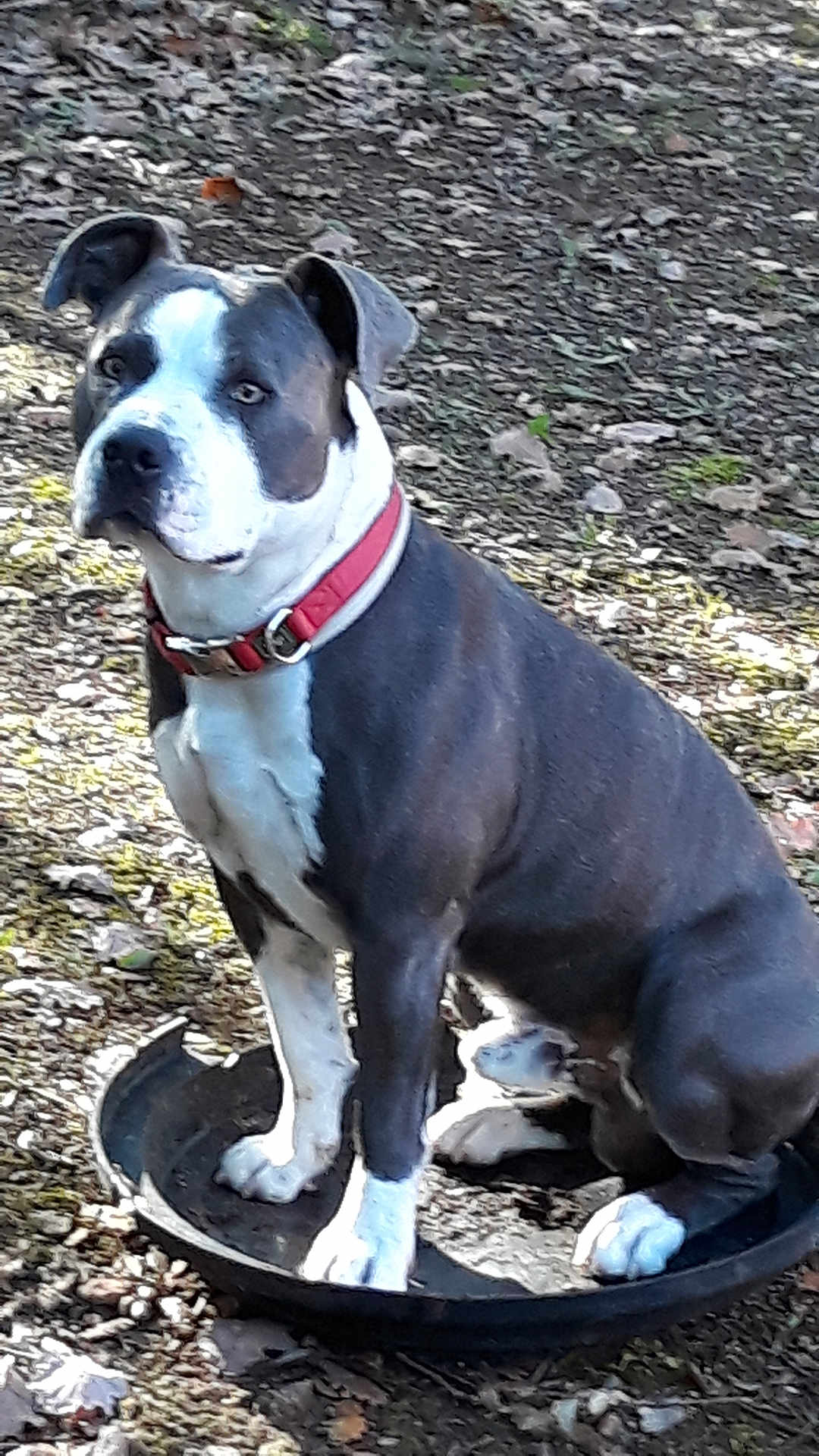 Niro