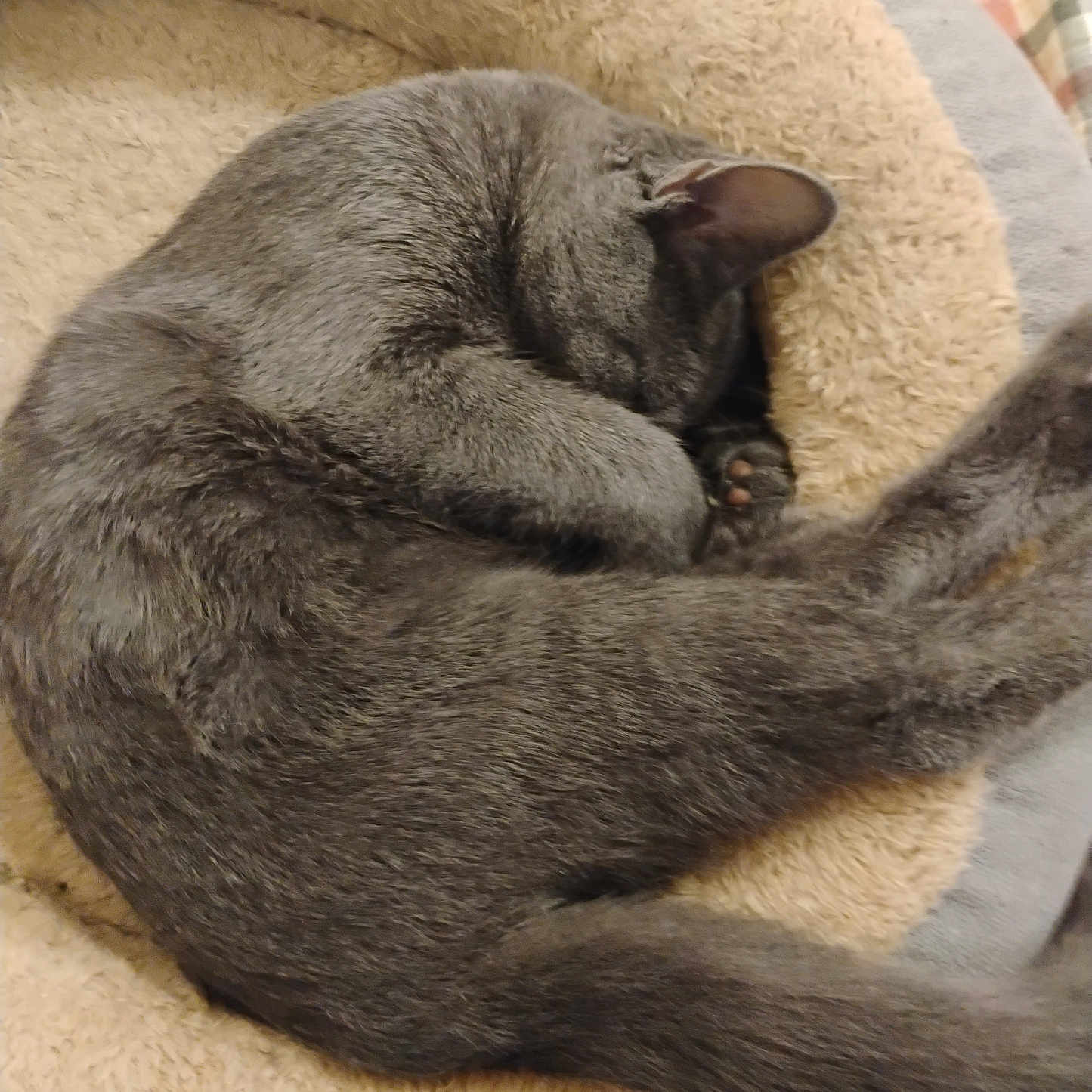 Xena is registered to the contest to win money with this photo: cat, gray_cat, sleeping, curled_up, pet_bed, fluffy, cozy, feline, paw, ear, tail, indoor, resting, cute, animal, domestic_animal, fur, soft, quiet, relaxed