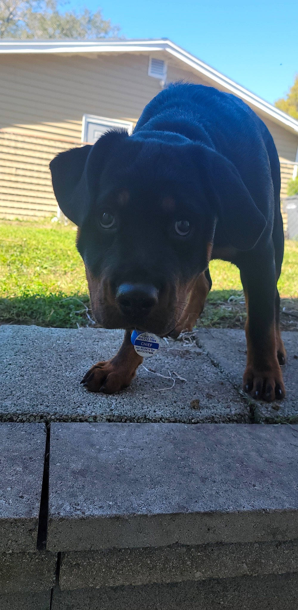 Chief is registered to the contest to win money with this photo: borador, canidae, carnivore, companion_dog, dog, dog_breed, dog_collar, electric_blue, fawn, grass, guard_dog, personal_protective_equipment, plant, shade, snout, sporting_group, terrestrial_animal, tints_and_shades, working_animal, working_dog