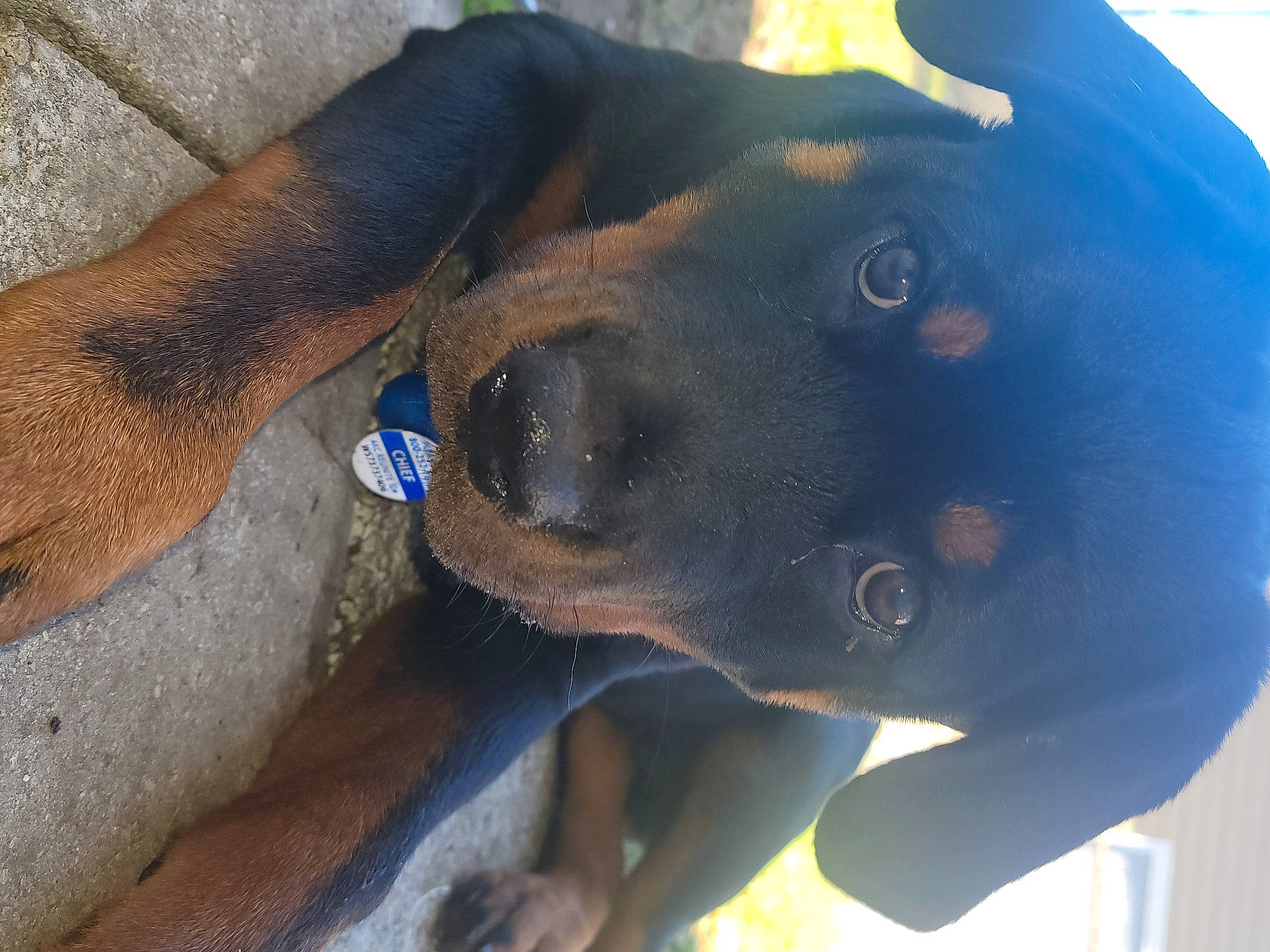 Chief is registered to the contest to win money with this photo: adventure, canidae, carnivore, collar, companion_dog, dog, dog_breed, dog_collar, ear, electric_blue, fawn, gesture, guard_dog, jaw, liver, plant, snout, sporting_group, working_animal, working_dog