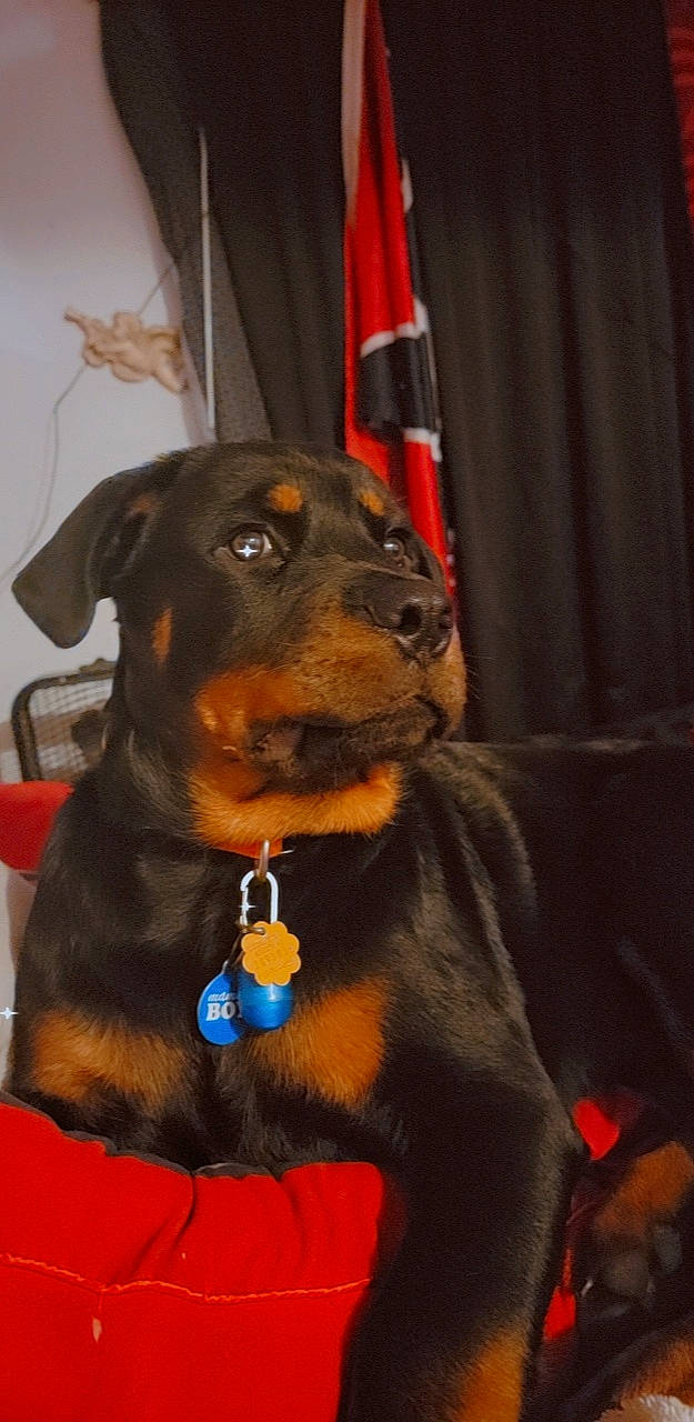 Chief joined the competition — help win amazing prizes! canidae, carnivore, collar, companion_dog, curtain, dog, dog_breed, dog_collar, dog_supply, ear, fawn, fur, guard_dog, pet_supply, rottweiler, snout, sporting_group, whiskers, working_animal, working_dog