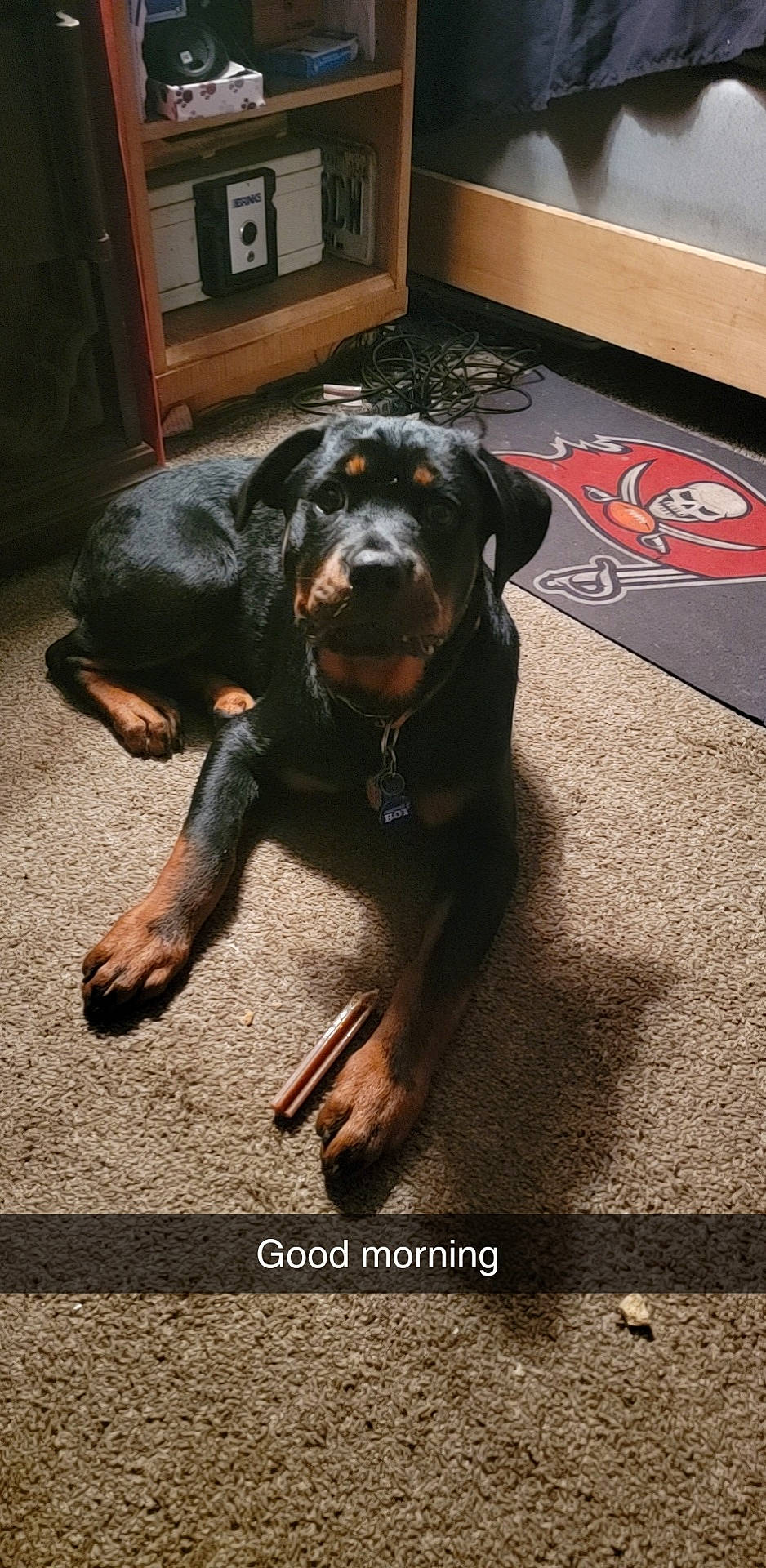 Chief joined the competition — help win amazing prizes! ball, borador, canidae, carnivore, companion_dog, dog, dog_breed, door, flooring, fur, guard_dog, hardwood, hunting_dog, liver, montenegrin_mountain_hound, snout, sporting_group, tail, working_animal, working_dog