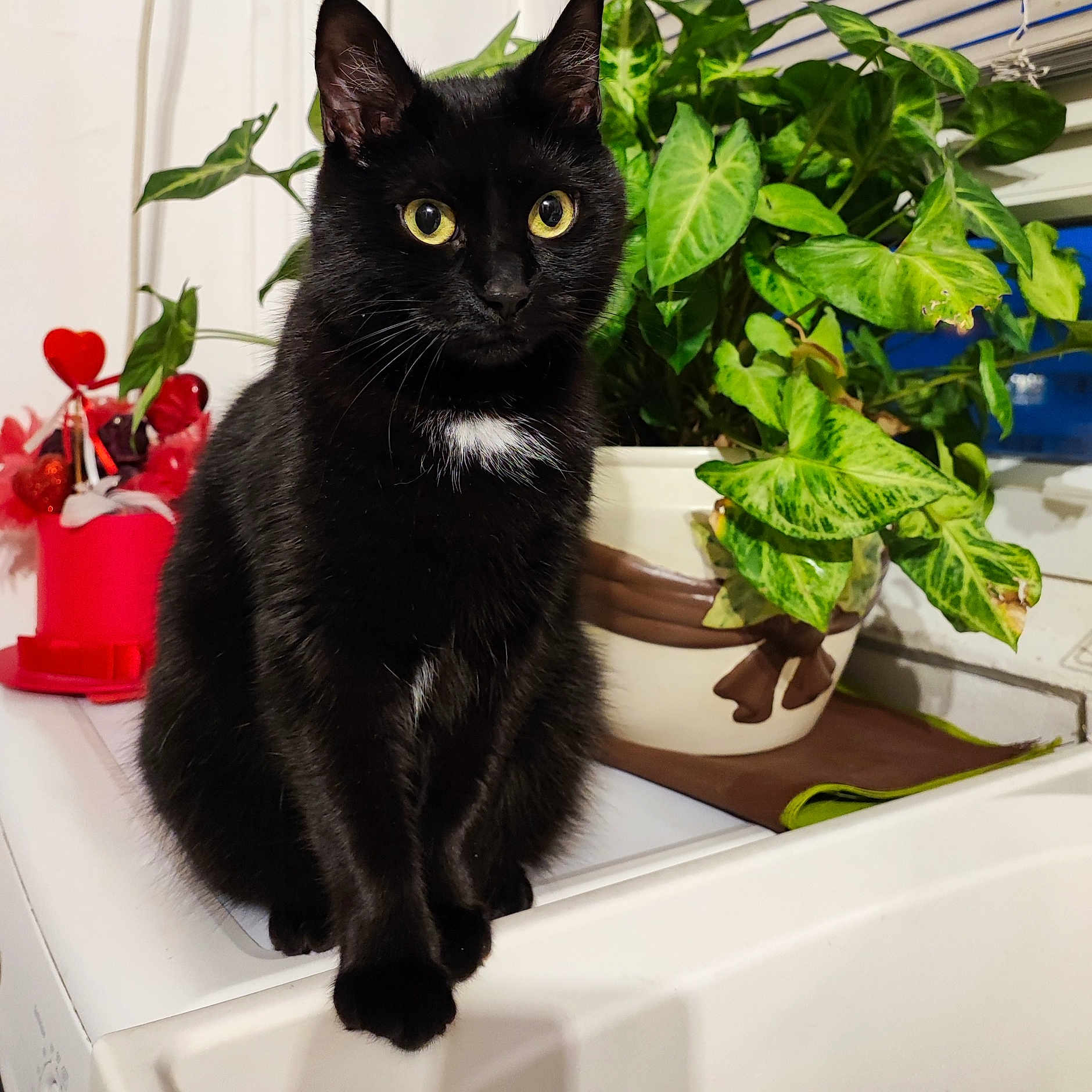 Luna