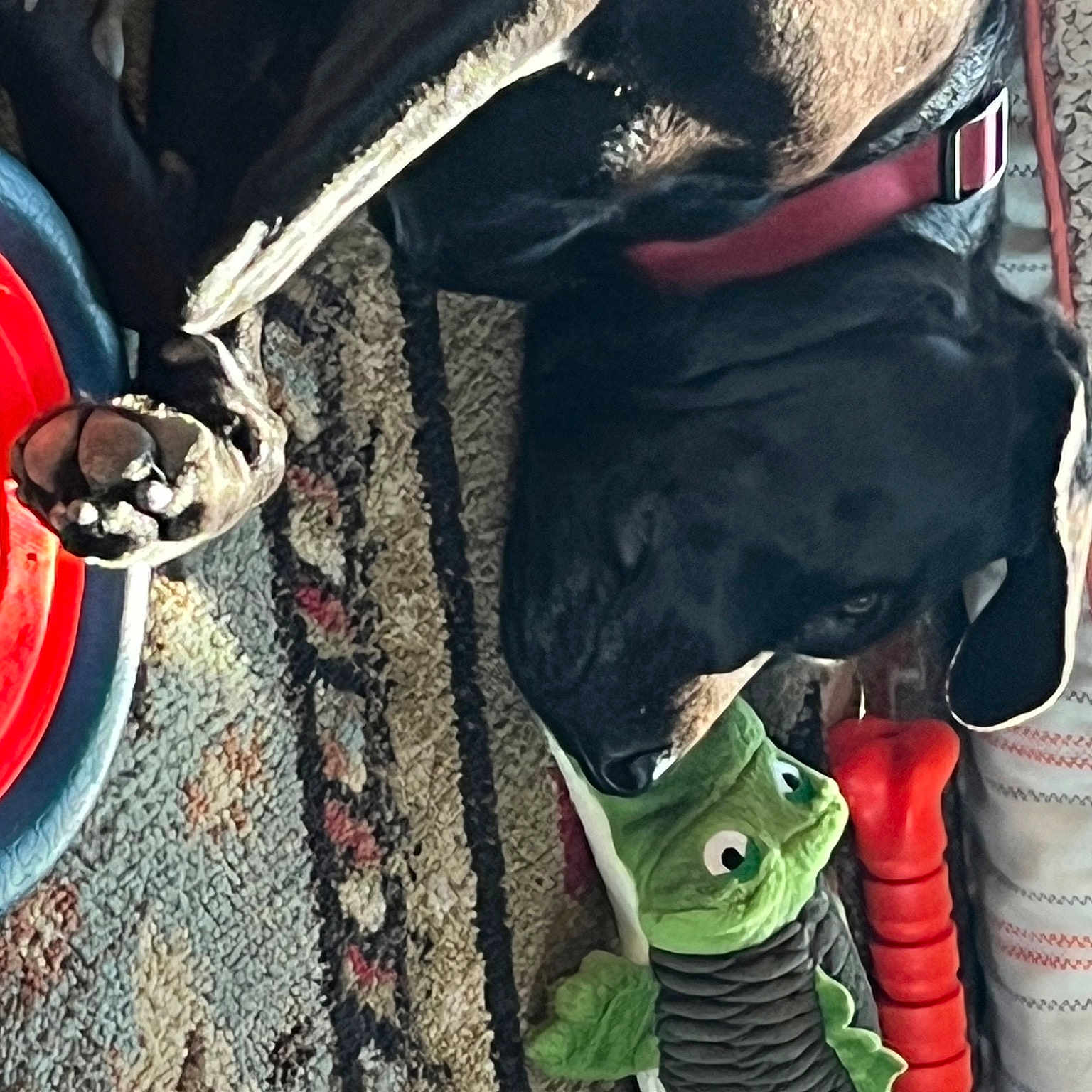 Maggie Mae is registered to the contest to win money with this photo: alloy_wheel, automotive_exterior, automotive_lighting, automotive_tire, bumper, carnivore, collar, dog, dog_breed, fender, hubcap, motor_vehicle, pet_supply, rim, snout, tire, tread, vehicle_brake, wheel, working_animal