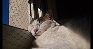 Peach participe au concours pour gagner de l'argent avec cette photo : cat, sleeping, sunlight, window, mesh, indoor, pet, white_fur, relaxed, close_up, face, animal, cozy, resting, shadow, domestic, cute, calm, warm, daylight