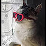 cat, sunglasses, heart_shaped, indoor, curtain, window, fluffy, pet, cute, feline, white, grey, side_view, accessory, domestic_animal, looking_away, natural_light, portrait, sitting, funny