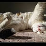cat, white_cat, lying_down, relaxed, sunlight, indoor, pet, fur, whiskers, pink_nose, sleepy, soft_texture, blanket, paw, close_up, resting, cute, animal, cozy, domestic_cat