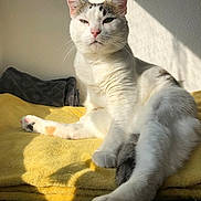 Peach participe au concours pour gagner de l'argent avec cette photo : cat, animal, pet, feline, white_cat, tabby, resting, sunlight, blanket, yellow, indoor, cozy, fur, whiskers, paw, relaxed, shadow, wall, closeup, portrait
