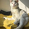 cat, animal, pet, feline, white_cat, tabby, resting, sunlight, blanket, yellow, indoor, cozy, fur, whiskers, paw, relaxed, shadow, wall, closeup, portrait