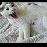 cat, white_cat, gray_spots, pet, animal, feline, lying_down, blanket, texture, mouth_open, teeth, whiskers, fur, cute, indoor, resting, close_up, expression, playful, domestic_cat
