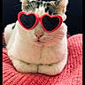 cat, heart_shaped_sunglasses, white_cat, pink_blanket, knitted_blanket, cute, pet, animal, feline, relaxed, indoor, close_up, whiskers, ears, fashion, accessory, portrait, resting, cozy, funny