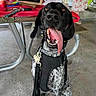 animal, black_dog, canine, concrete_floor, dog, dog_tag, happy, harness, leash, long_tongue, metal_bench, outdoor, person_leg, pet, picnic_table, playful, red_tablecloth, summer, tongue_out, water_bottle