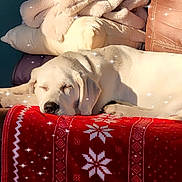 Aliana Leya is registered to the contest to win money with this photo: animal, blanket, comfort, couch, cozy, dog, fur, holiday_theme, home, indoor, peaceful, pet, pillow, red_blanket, relaxation, resting, sleeping, sparkles, warm, white_dog