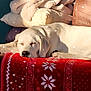 animal, blanket, comfort, couch, cozy, dog, fur, holiday_theme, home, indoor, peaceful, pet, pillow, red_blanket, relaxation, resting, sleeping, sparkles, warm, white_dog